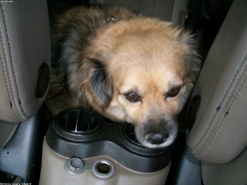 Alergias estacionales en mascotas: Síntomas